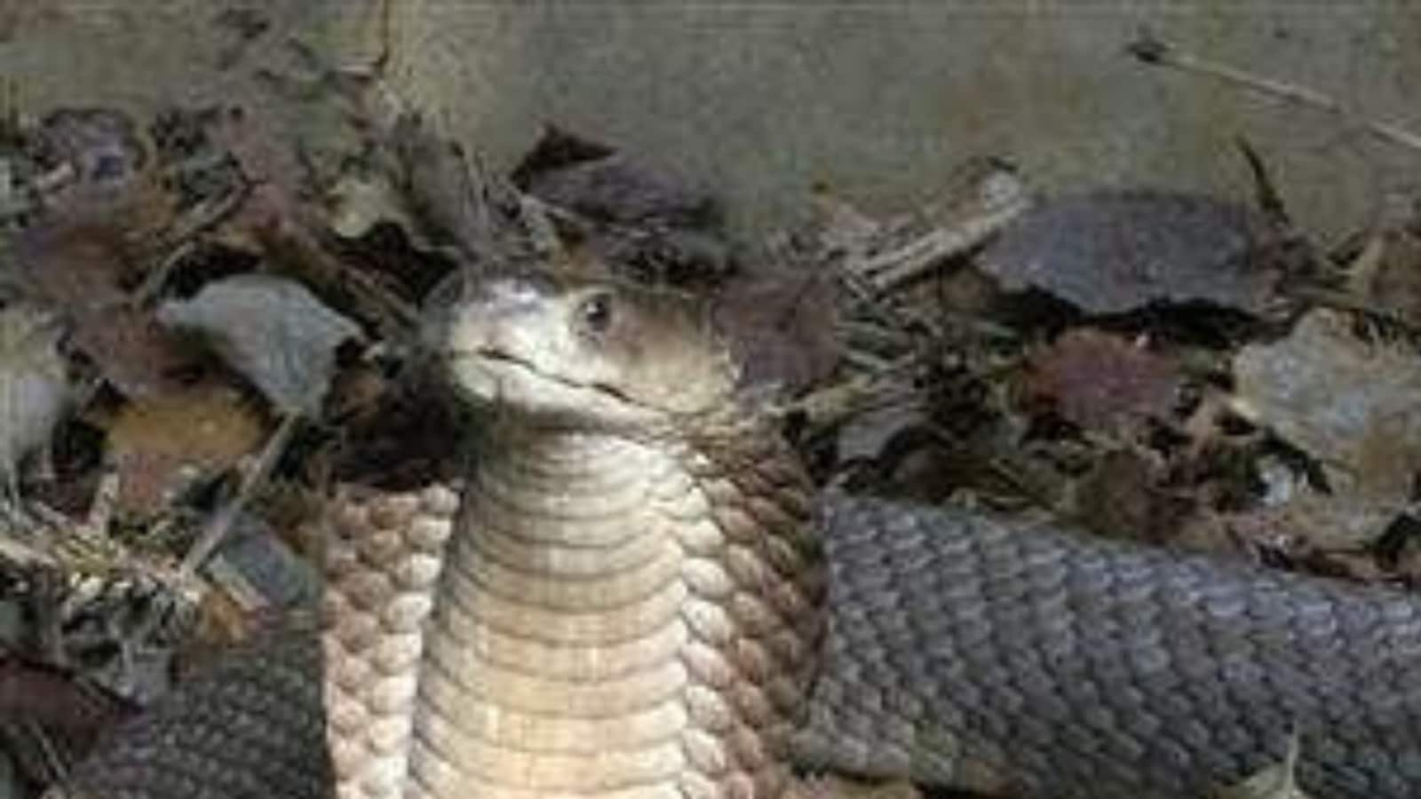 8-Year-Old Boy Bites Cobra Twice After Attack, Kills It: Report