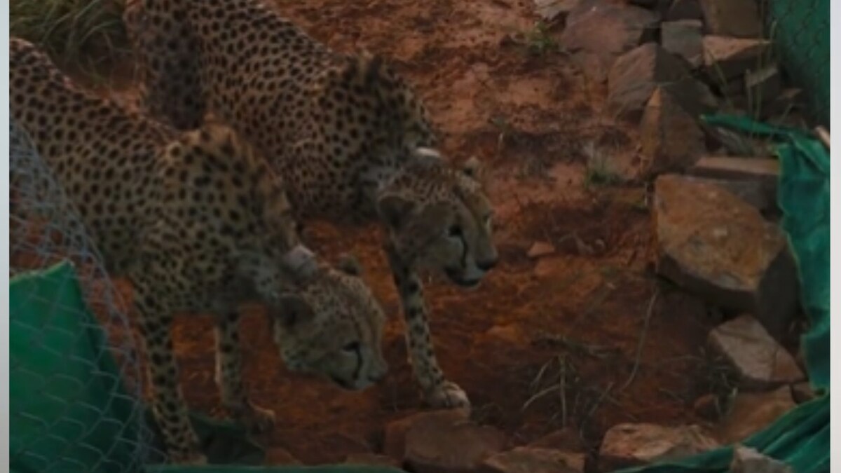 2 Cheetahs at MP's Kuno National Park Make Their First Kill After Moving to Bigger Enclosure