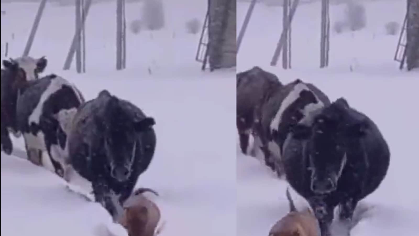 Dog Clears Way For Herd of Cattle Amid Snow Storm, Video Wins Hearts ...