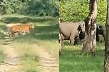elephant vs tiger fight