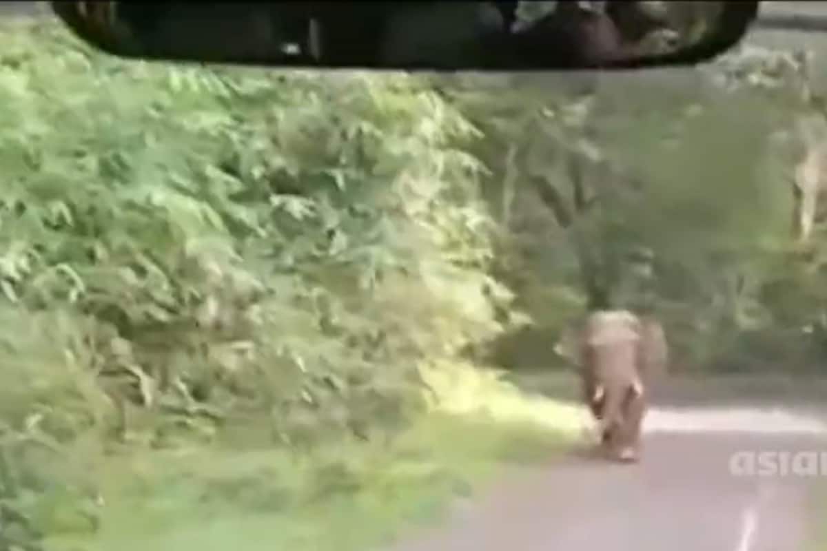 Kerala Bus Driver Saves the Day By Driving in Reverse After Being Chased By Elephant
