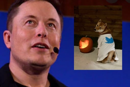 Elon Musk Celebrates Halloween With Twitter Bird Logo Carved into ...