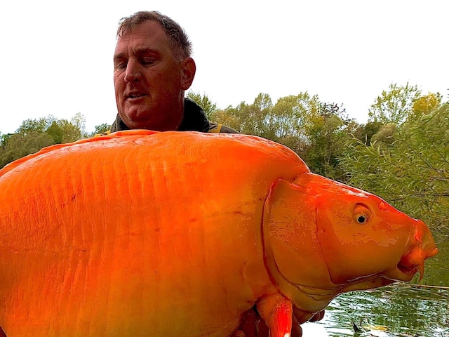 According to a Facebook post shared by the fisherman, the massive specimen, which is nicknamed ‘The Carrot’ owing to its bright colour. (Credits: Facebook)