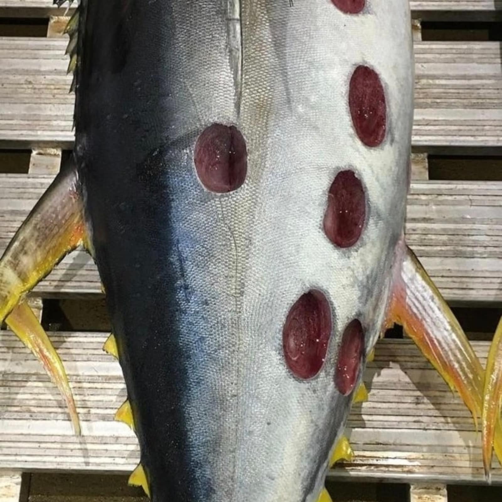 Strange Fish With Round Wounds Baffles Social Media Users - News18