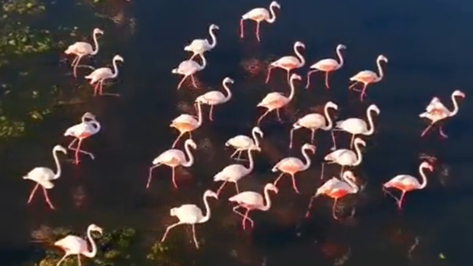 IFS Officer Shares Mesmerising Video of Flamingos Crossing Water Body