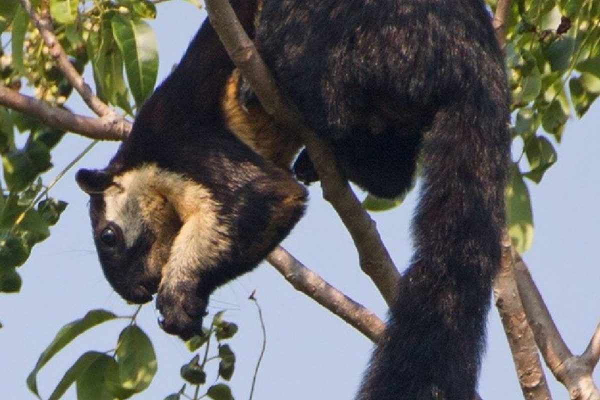 Indian Indo-Malayan Squirrel Spotted in West Bengal's Darjeeling District