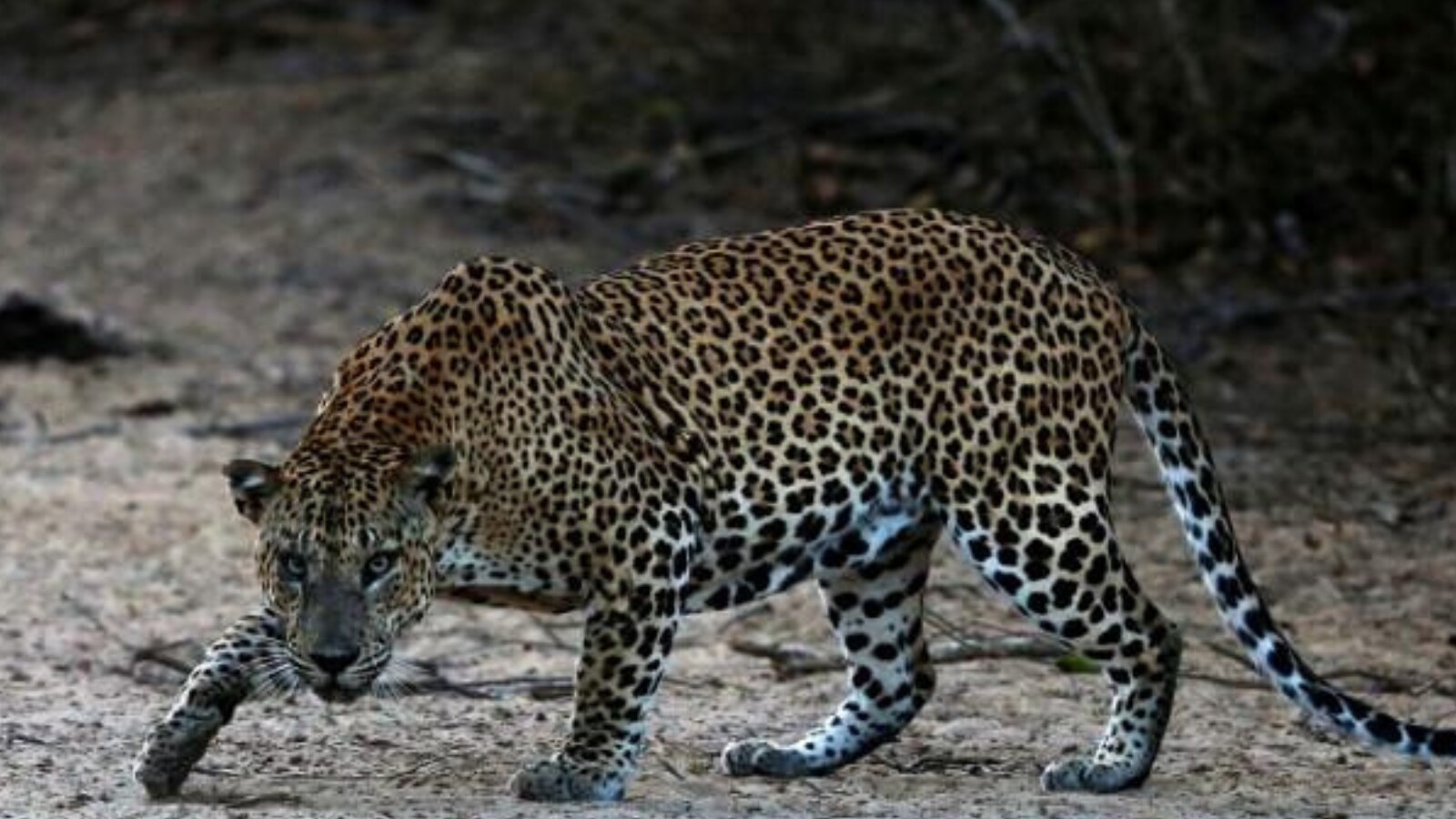 Leopard Noticed on Premises of Maruti Suzuki Plant in Manesar