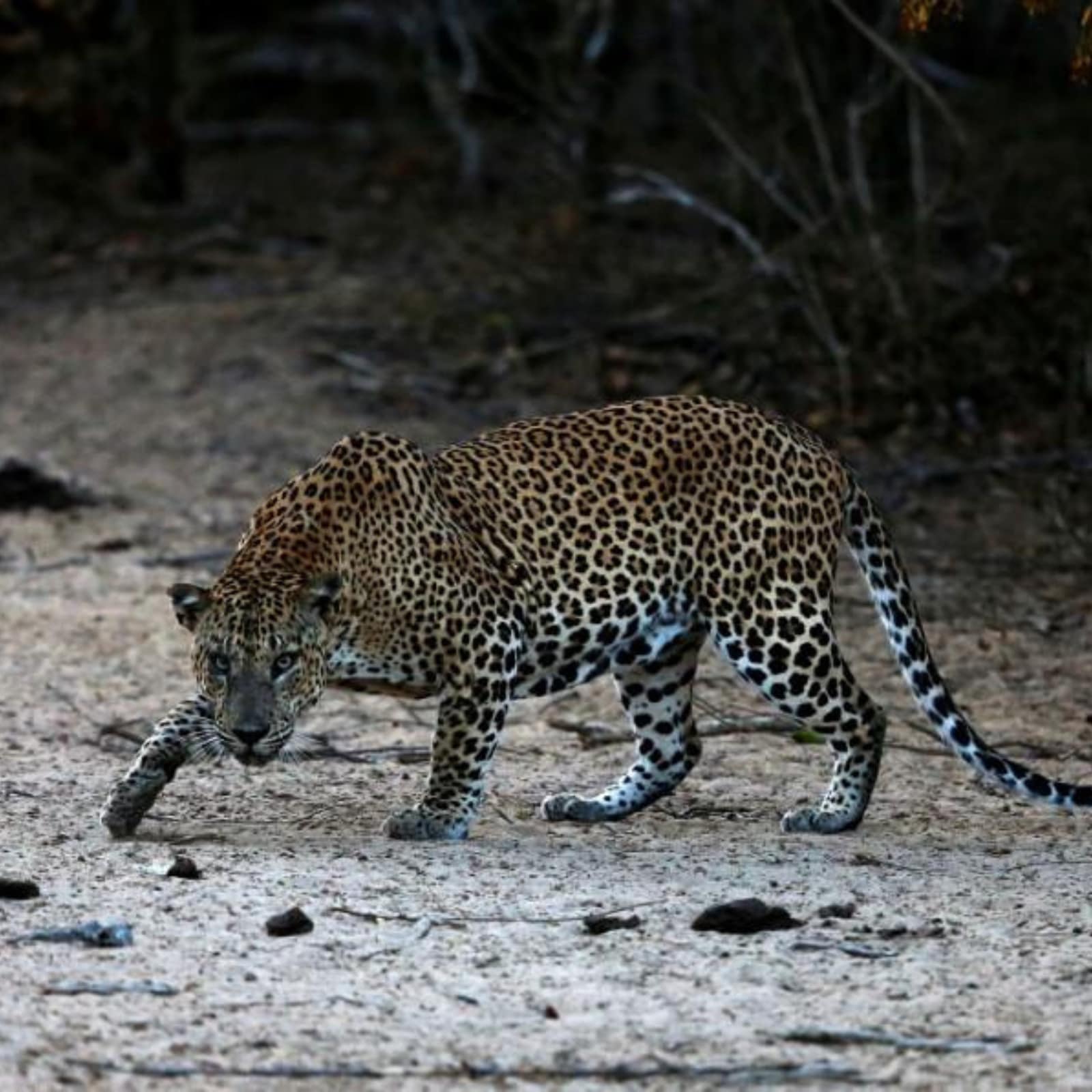 Goa: Leopard Dies After Getting Trapped in Snare; Minister Assures 'strict Action' Against Offenders Goa: Leopard Dies After Getting Trapped in Snare; Minister Assures 'strict Action' Against Offenders