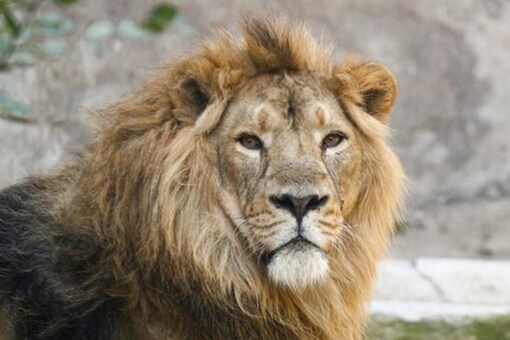 Families Camping at Australian Zoo Given 30 Seconds to Flee After Lions Break Free Families Camping at Australian Zoo Given 30 Seconds to Flee After Lions Break Free