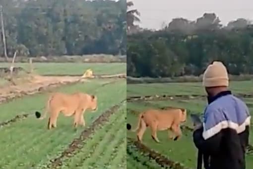 Lion Spotted Roaming Around At Green Field in Gujarat. (Image: Twitter/@SusantaNanda3)