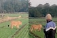 Lion Spotted Roaming Around At Green Field in Gujarat, Internet Asks if He is Vegetarian