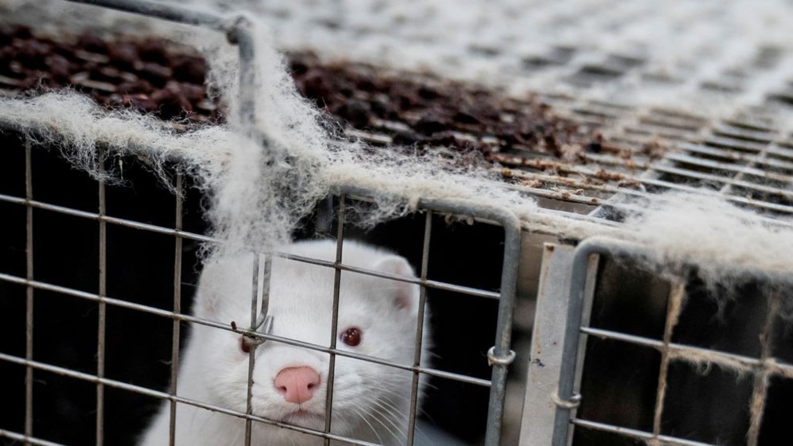 10,000 Mink on the Loose after Vandalism at Ohio Farm