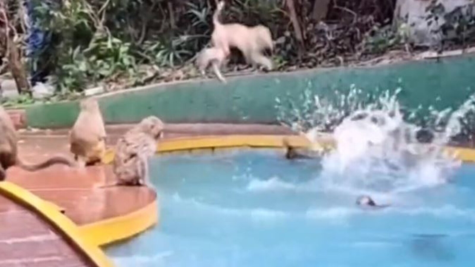 Video of Monkey Squad Splashing Around in a Pool Proves They're Just