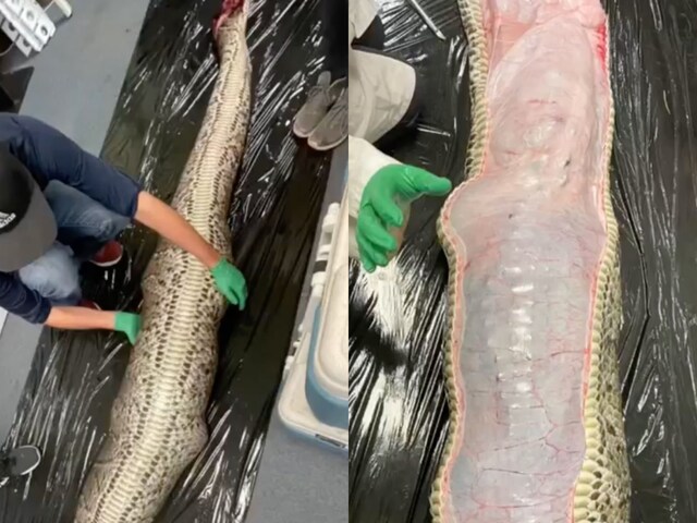 WATCH: 5-ft-long Alligator Found Inside Burmese Python's Stomach in ...