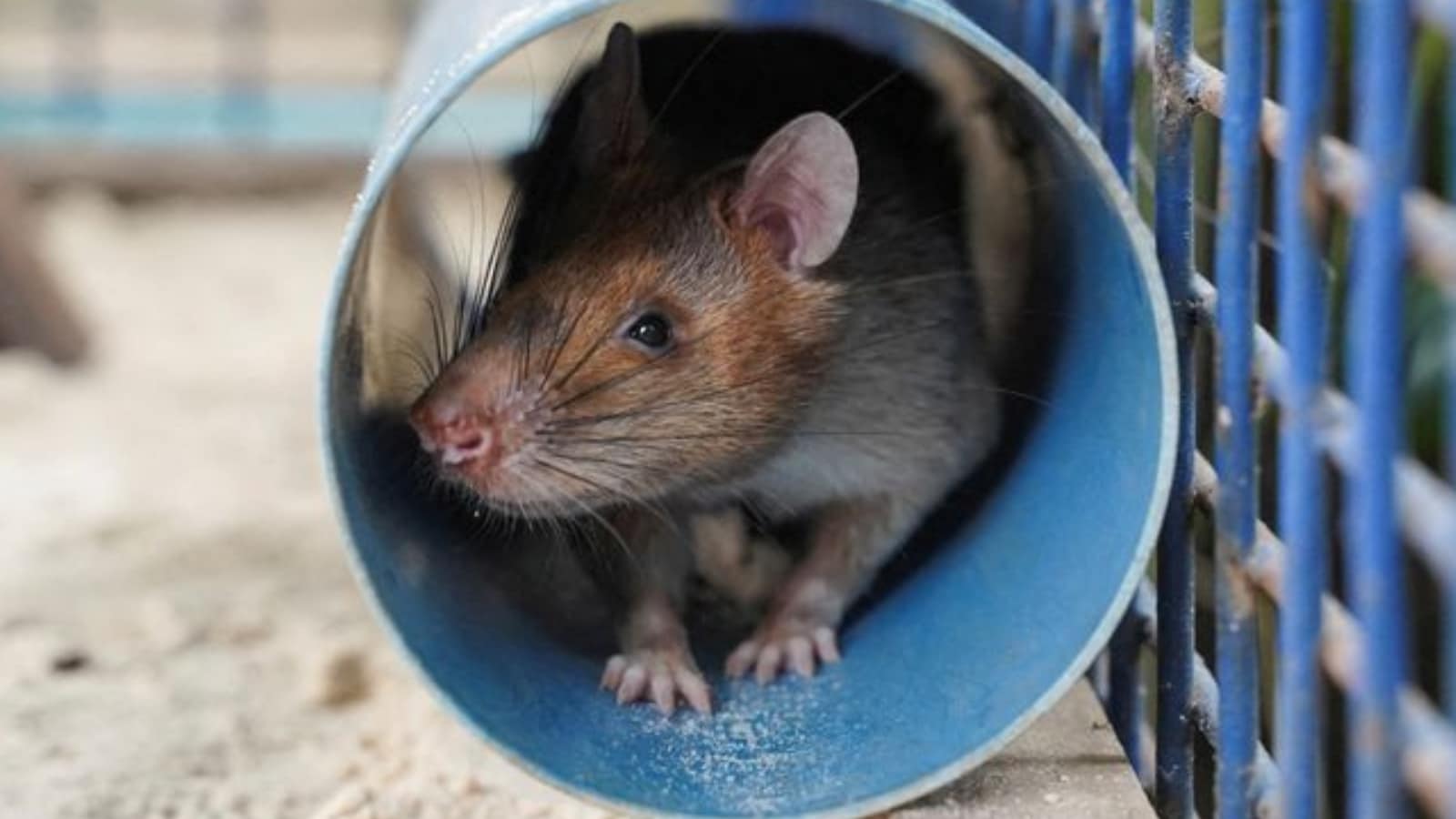 Rats Can Bop Their Heads to Music in Rhythm Just Like Humans, Finds Study