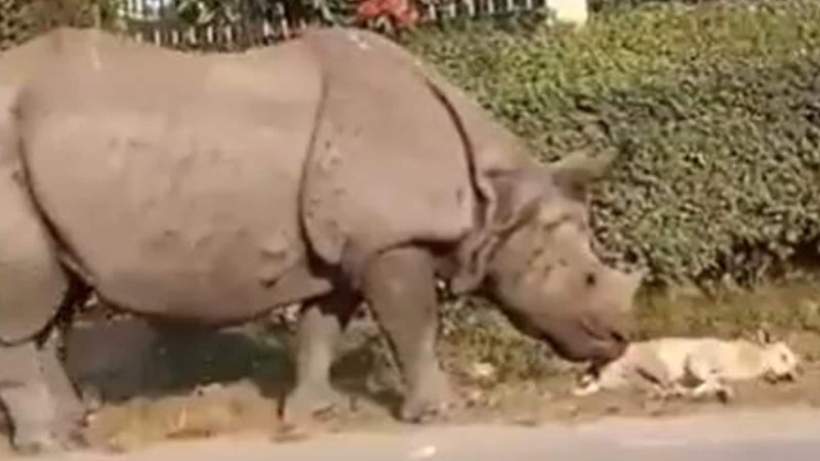 WATCH Gentle Rhino Wakes up Sleeping Dog in Video Shared by IFS Officer