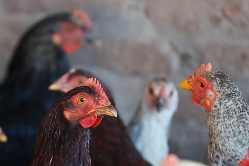The Indore doctor claims that he arrives home late at night from work and the rooster’s crowing early in the morning makes him feel utterly annoyed. (Representational photo: Reuters)