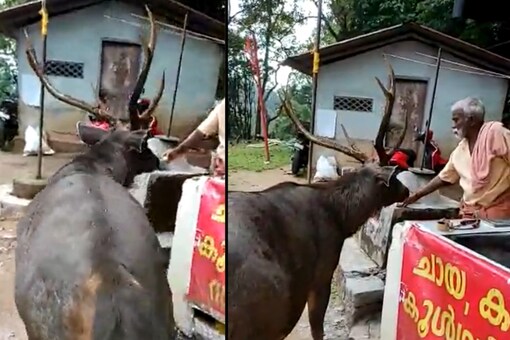 WATCH: IFS Officer Shares Video of Sambar Deer Visiting an Old Tea Stall in Kerala WATCH: IFS Officer Shares Video of Sambar Deer Visiting an Old Tea Stall in Kerala