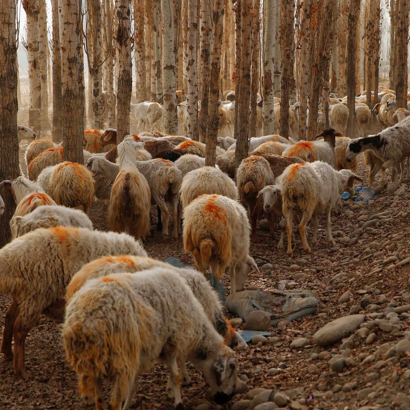 are-there-sheep-in-china