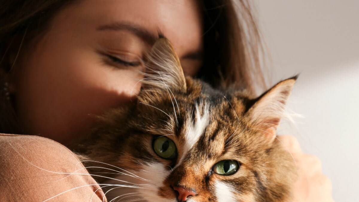 Does Your Cat Have Cancer? Signs To Look Out For