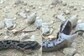 Snake Fakes Death to Avoid Human Touch, Bizarre Video Goes Viral