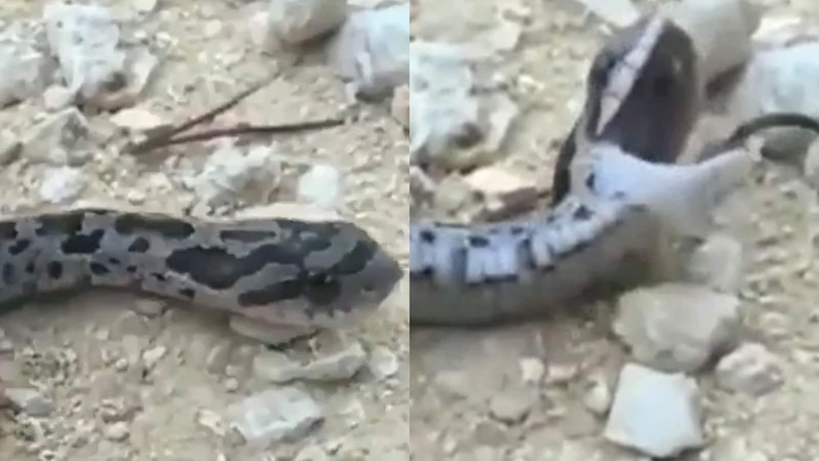 Dramatic Snake Dies After Being Touched 