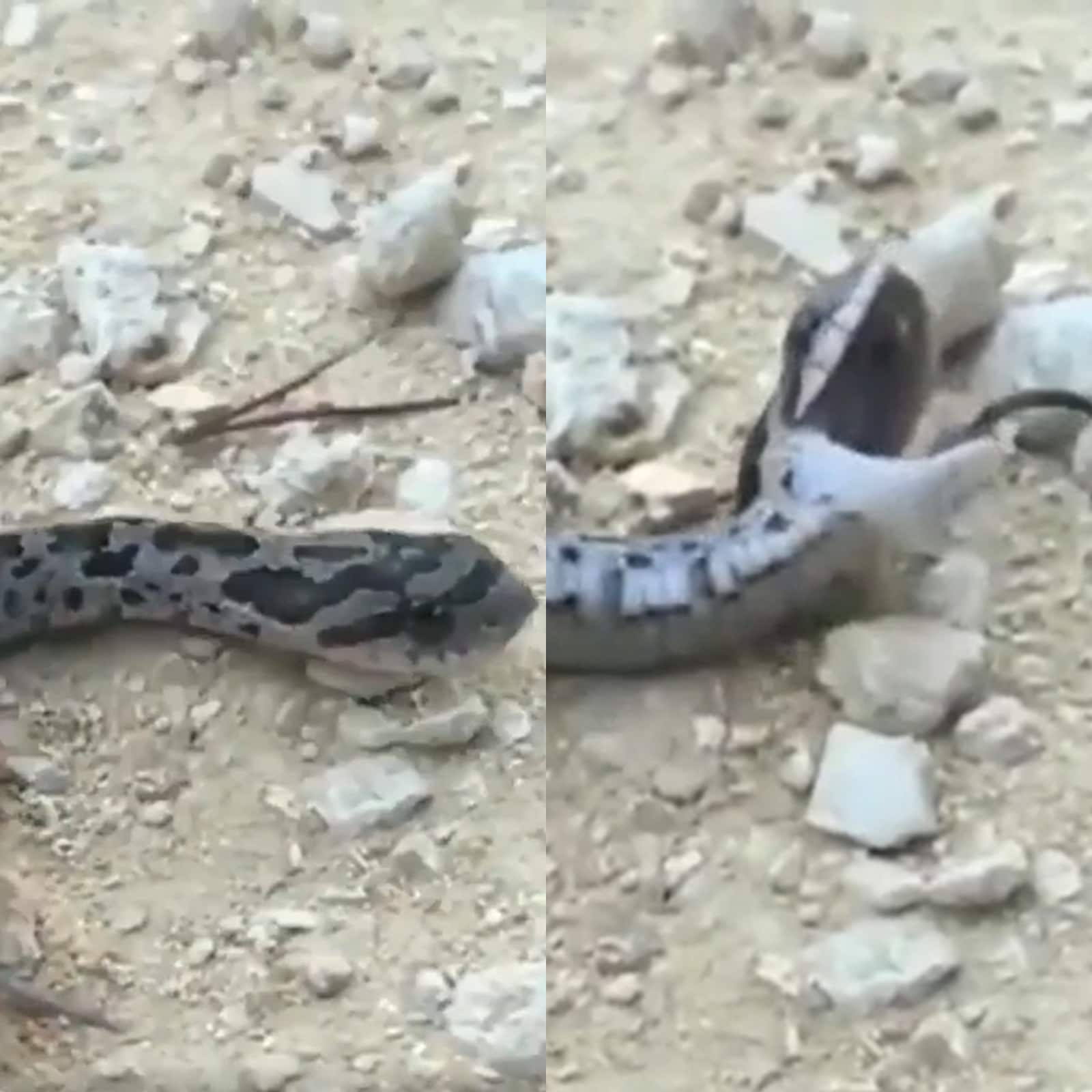 Watch the hognose snake play dead to deceive predators – How It Works