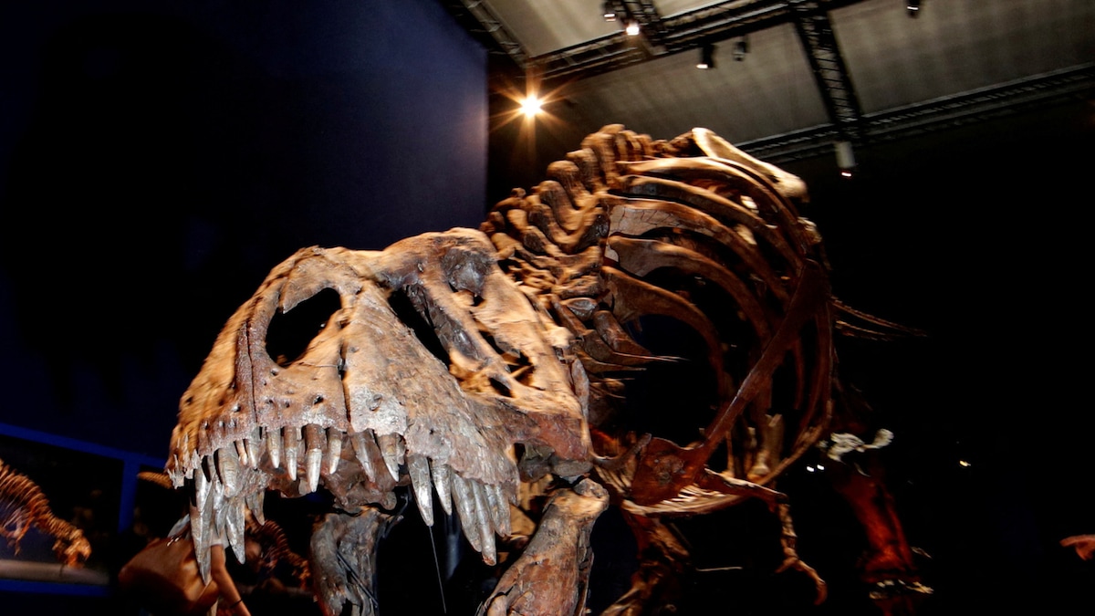 T-Rex Skeleton Auction Cancelled After Paleontologist Raised This ...