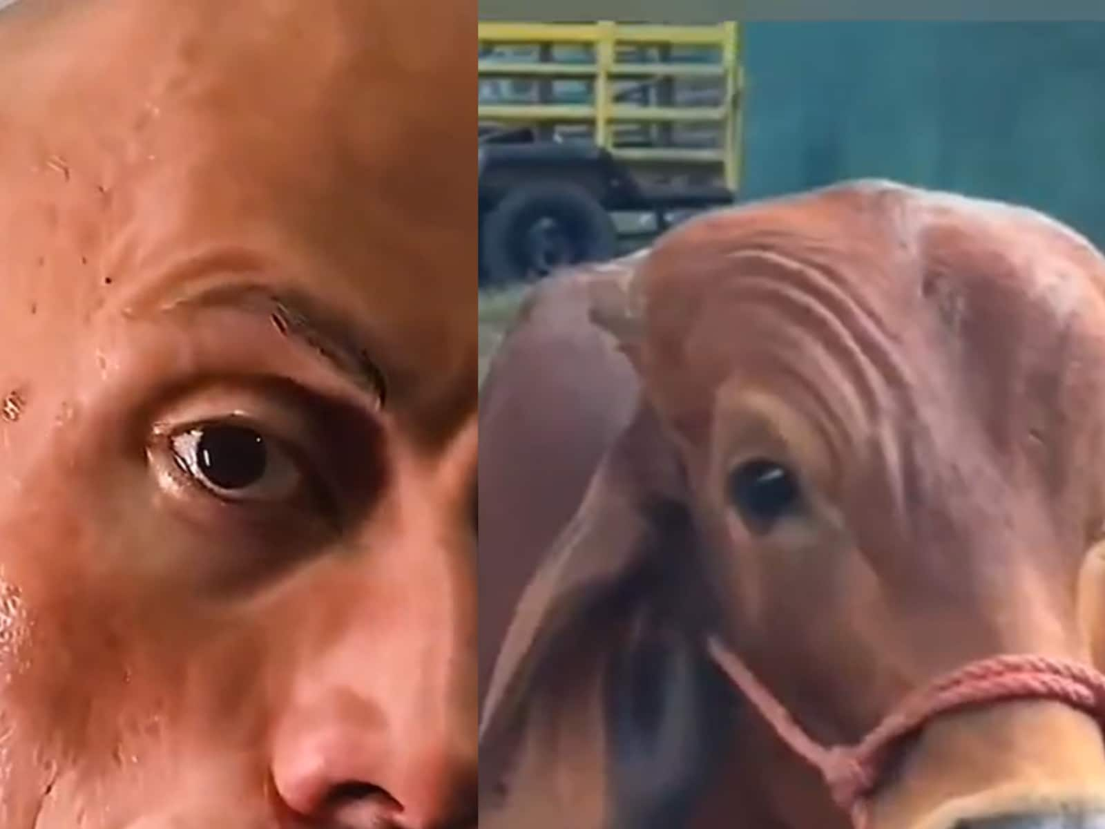 The Rock Has A Witty Reaction To A Cows Eyebrow Raise Video Shared Online