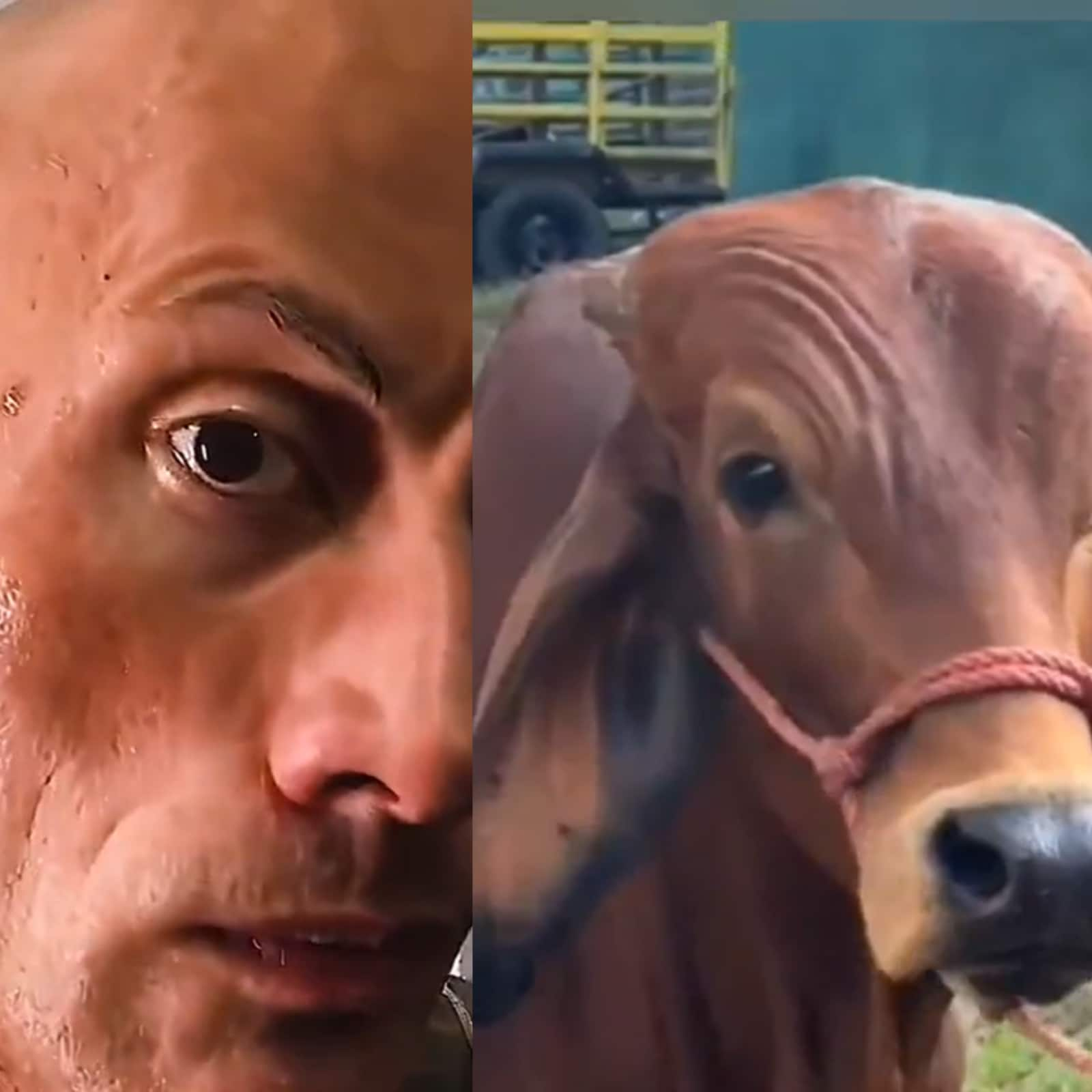 Dwayne Johnson: 0 - Cow: 1, Here's How 'The Rock' Reacted To A Viral Video  Of Cow Doing His Iconic 'Eyebrow Raising' Expression!