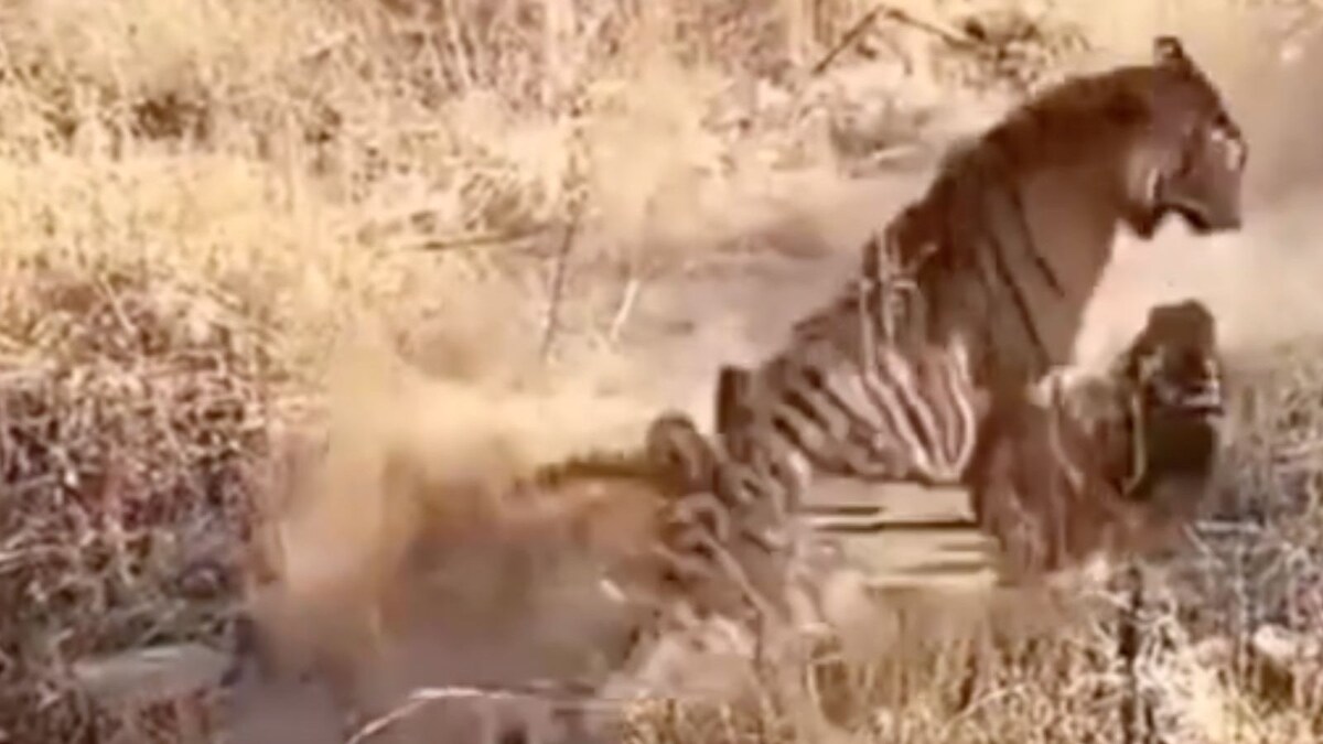 Dramatic Video of Two Tigers Embroiled in a Brutal Fight Goes Viral