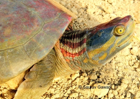 On Brink of Extinction, 2 Native Turtle Species Now in Global Endangered List as India's Proposal Gets Nod On Brink of Extinction, 2 Native Turtle Species Now in Global Endangered List as India's Proposal Gets Nod