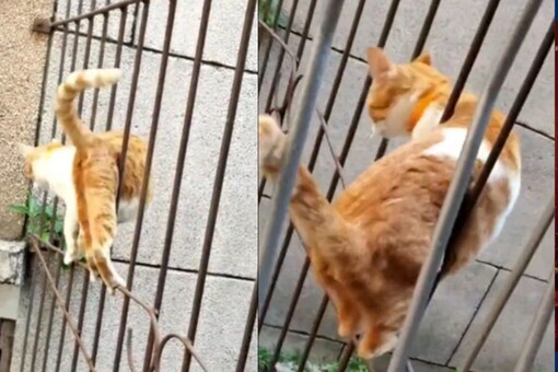 Watch: Cat Zig-zags its Way Through Thin Iron Railing, Internet Can't Stop Laughing Watch: Cat Zig-zags its Way Through Thin Iron Railing, Internet Can't Stop Laughing
