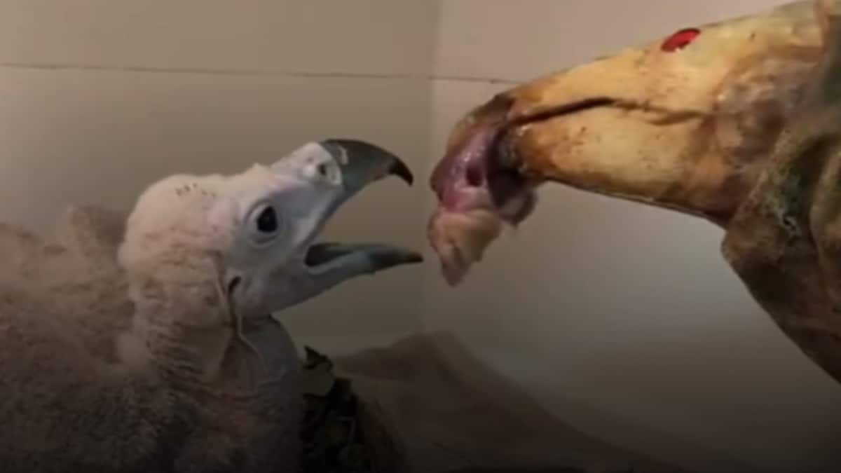 Watch: Zookeepers Feed a Young Vulture In The Most Unique Way