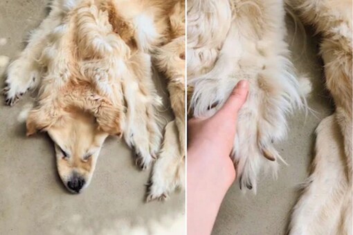 A video of the golden retriever rug on her company’s Instagram account a few days ago.