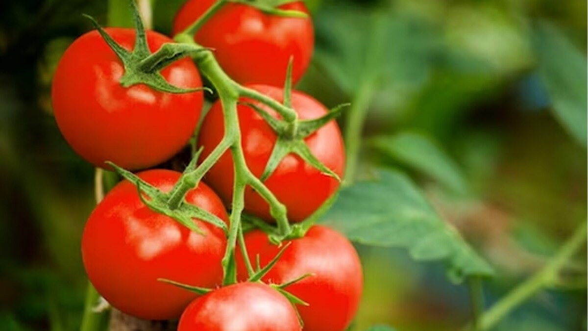 Healthy Bones to Good Skin, 5 Littleknown Benefits of Tomatoes News18