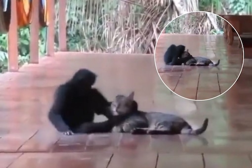 This Cat And Monkey Are Setting Friendship Goals With Their Hug (Photo Credits: Twitter/@RoderoAlexa)