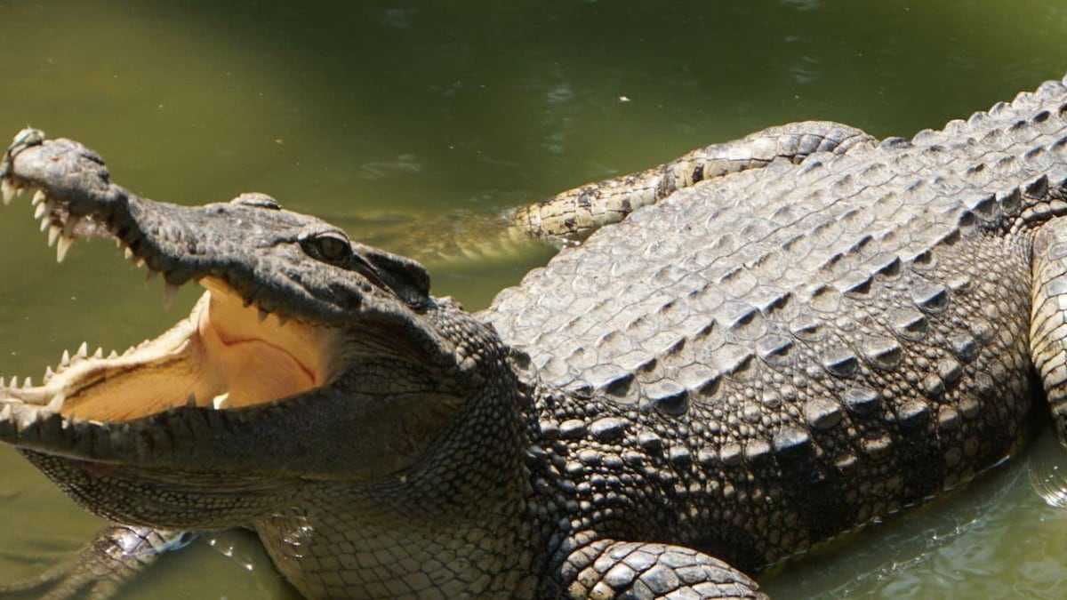 8-Year-Old Boy Dragged to Death in Front of His Parents by a Crocodile in Costa Rica