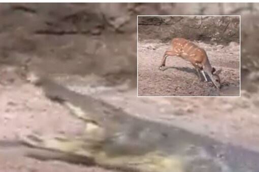 Viral Video Shows How Deer Miraculously Escaped From Crocodile Attack (Photo Credits: Twitter/@IfsSamrat)