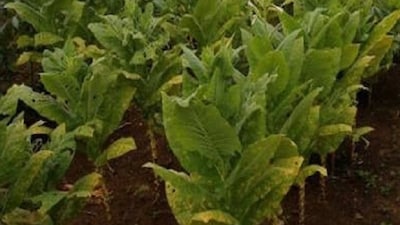 tobacco plant process How to Dry Tobacco: 7 Steps (with Pictures)