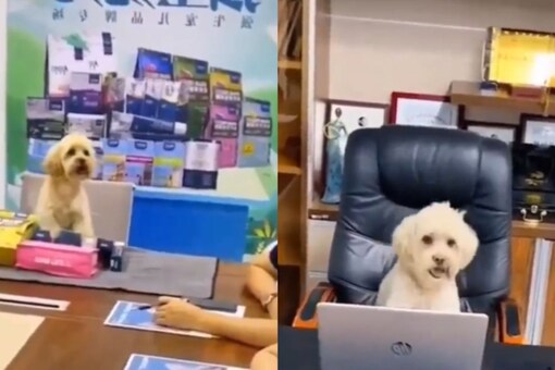 Harsh Goenka Pokes Fun At Corporate Bosses With Hilarious Clip Featuring Dogs.  (Photo Credits: Twitter/@hvgoenka)