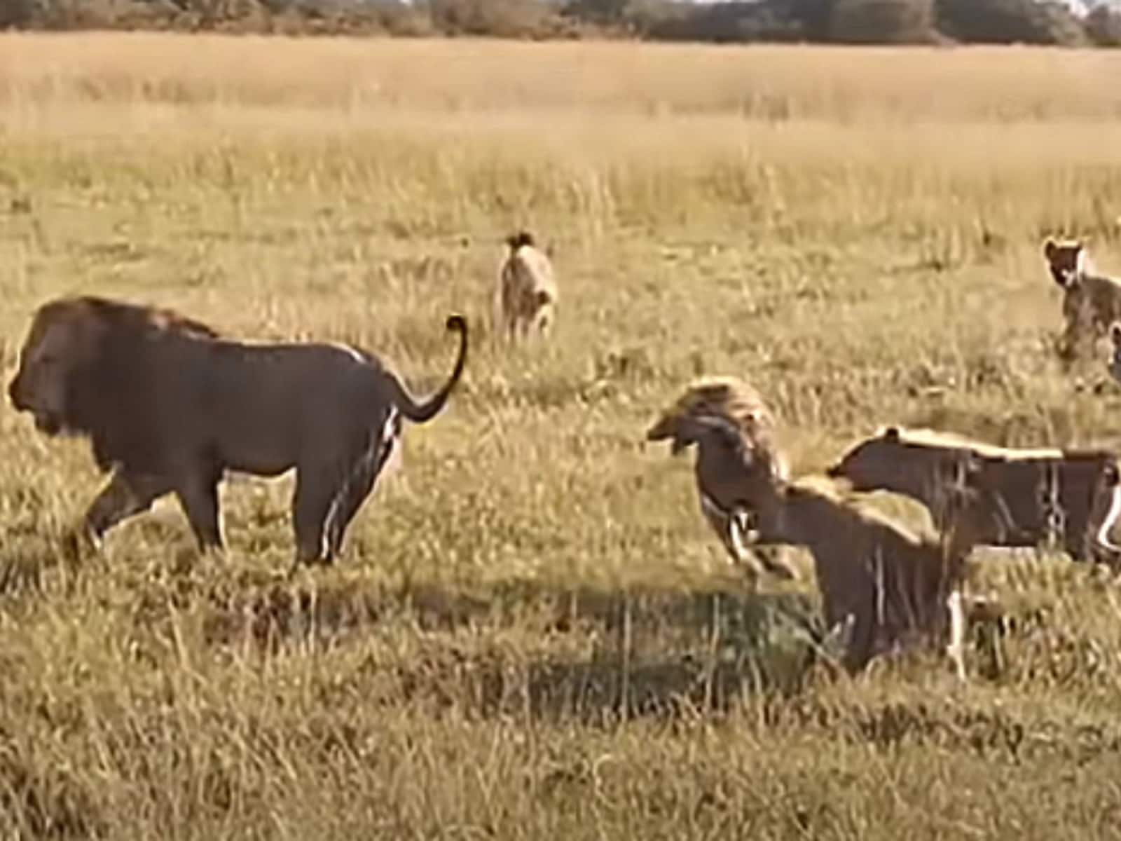 male lion vs hyena