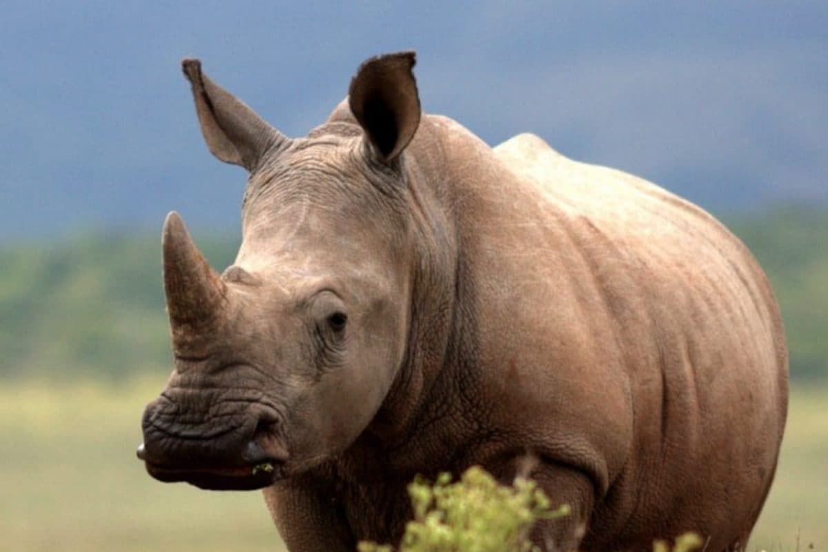 One-horned Rhinoceros Turns Violent in Assam’s Kaziranga Park, Leaves Two Injured