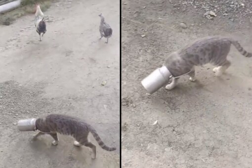The video leaves viewers on a disappointing note as it’s unclear whether the cat was able to take its head out of the milk bucket or not.