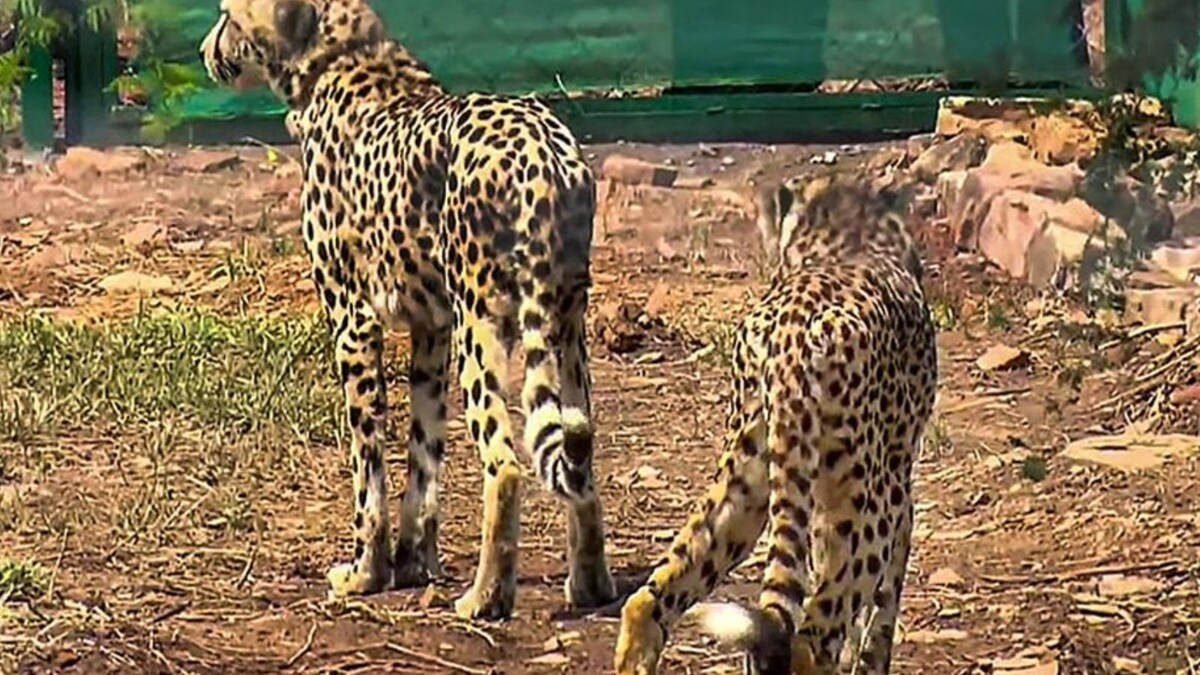 As Kuno Cheetahs Make 'First Kill', News18 Explains Why It's Great News for the Cat's Adaptation to India