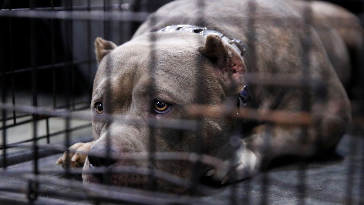 As Gurugram 'Bans' 11 Pet Breeds, Is Your Area Next? A Look at Recent