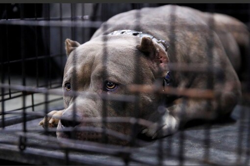 An American pit bull terrier lies in a cage during Russia 2018 dog show in Moscow. (Image for representation/Reuters)