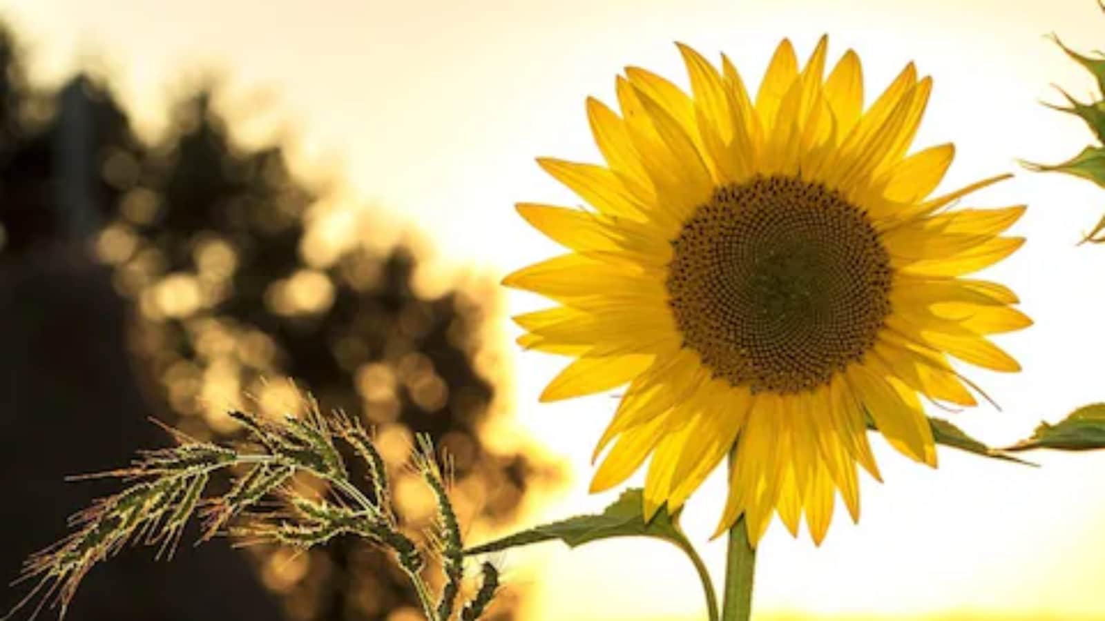 Why Sunflowers Follow The Sun; Here's What Studies Say
