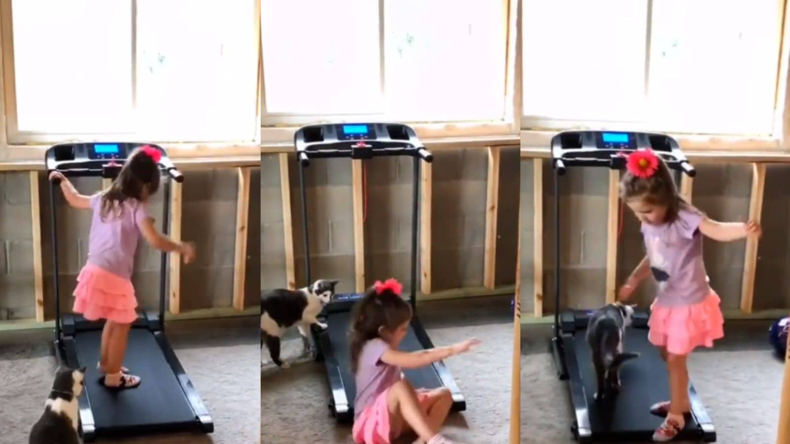 watch-young-girl-teaches-pet-cat-how-to-use-treadmill-in-adorable-video