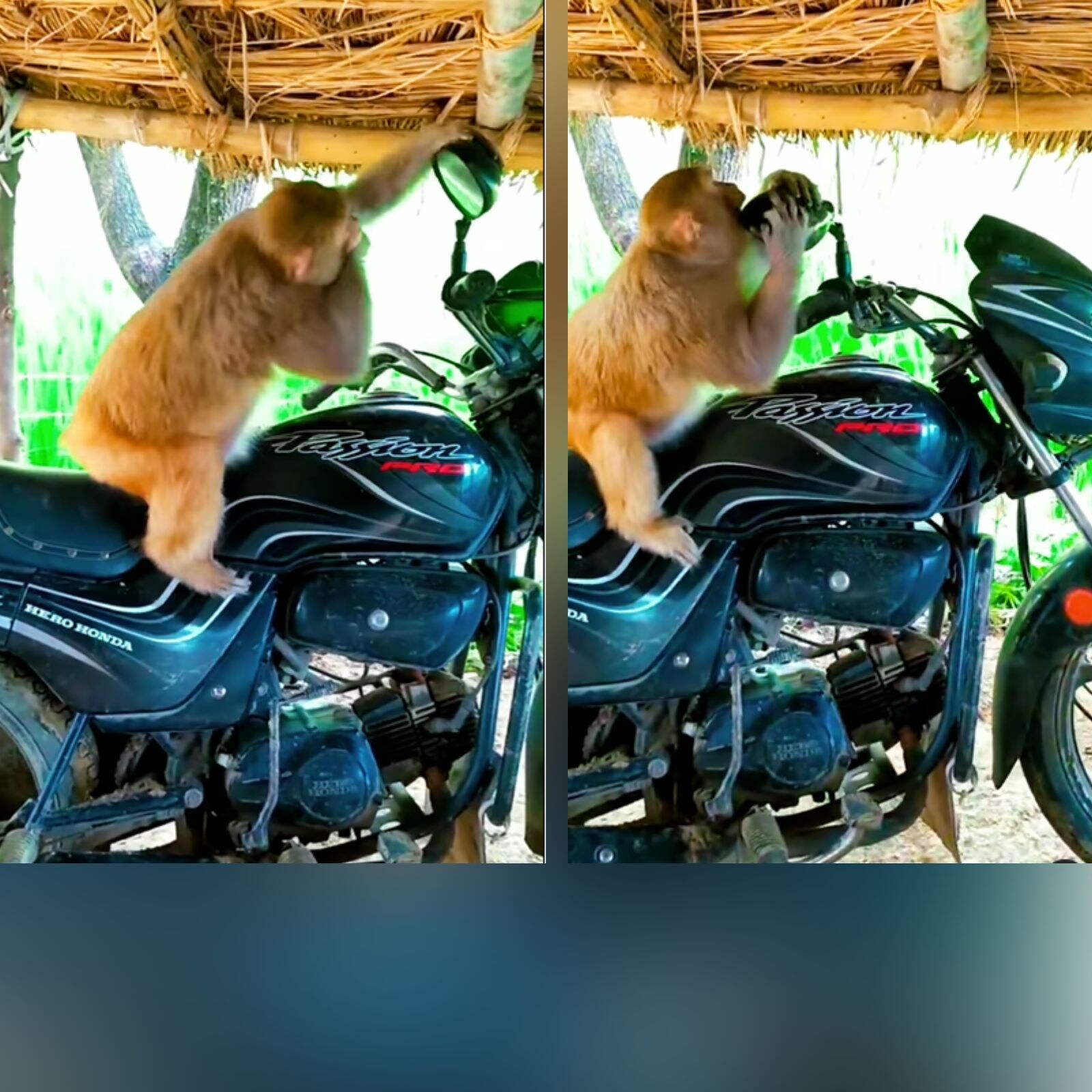 Watch: This Biker Monkey's Funny Reaction To Seeing Himself Will Leave You In Splits Watch: This Biker Monkey's Funny Reaction To Seeing Himself Will Leave You In Splits